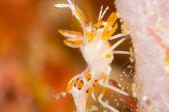 Spiny Tiger Shrimp - Phyllognathia ceratophthalmus
