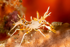 Spiny Tiger Shrimp - Phyllognathia ceratophthalmus