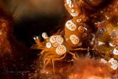 Squat Shrimp - Thor amboinensis