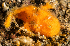 Striated Frogfish - Antennarius striatus