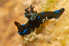 Tambja morosa ?