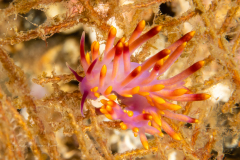 Tenellia sibogae