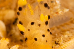 Thecacera sp. 7