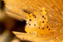 Thecacera sp. 7