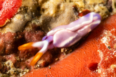 Thuridilla albopustulosa