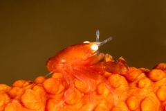 Tiny Crab on Wire Coral