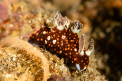 Unknown Nembrotha ?