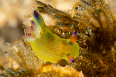 Unknown Nembrotha ?