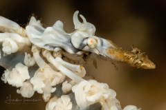 Wire Coral Crab - Xenocarcinus tuberculatus