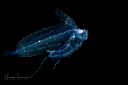 Cusk Eel - Ophidiidae Family - Leptobrotula brevianalis Cusk Eel - Ophidiidae Family - Leptobrotula brevianalis