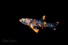 Goby - Gobiidae Family