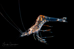 Shrimp