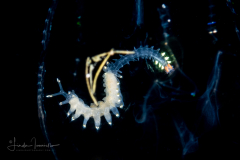 Alciopini Worm - Phyllodocidae Family - Ctenophoricola species - on a Ctenophore