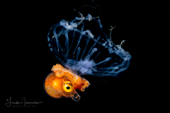 Argonaut - Argonautidae - Pelagic Octopus - on a Hydromedusa