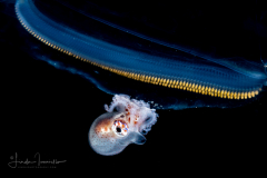 Argonaut - Argonautidae - Pelagic Octopus - on a Salp
