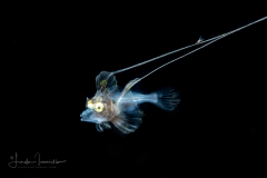 Armored Sea Robin - Peristediidae Family