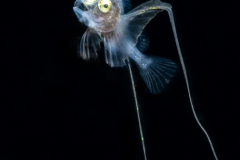 Armored Sea Robin - Peristediidae Family