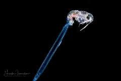 Arrow Worm - Chaetognatha - with Hyperrid Amphipod prey