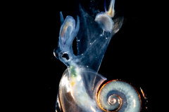Atlantidae - Atlanta sp. - Pelagic Marine Gastropod Mollusk - Heteropod