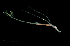 Bentstick Pipefish Juvenile - Trachyrhamphus bicoarctatus - Bend Stick Pipefish, Double-Ended Pipefish