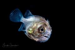 Bigeye - Priacanthidae Family
