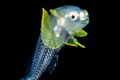 Blenny