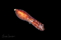 Blue-Ringed Octopus - Hapalochlaena lunulata