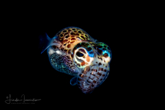 Bobtail squid - Sepiolidae - Euprymna berryi