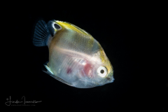 Butterflyfish - Chaetodontidae Family -  Coradion species - Possibly C. altivelis