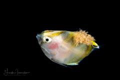 Butterflyfish - Chaetodontidae Family -  Coradion species - possibly C. altivelis -with a Hydroid Parasite