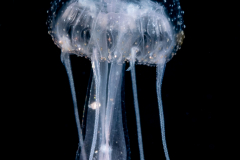 Cnidaria - Scyphozoa - Pelagiidae - Pelagia noctiluca - Mauve Stinger