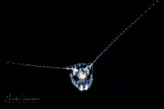 Comb jelly - Ctenophore - Ctenoplana - Coeloplana species