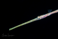 Cornetfish - Fistulariidae Family