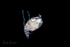 Crab Megalopa Larva