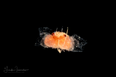 Crab Megalopa Larva - TINY