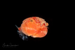 Crab Megalopa Larva
