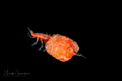 Crab Megalopa Larva