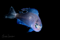 Damselfish - Pomacentridae Family - Pomacentrus tripunctatus