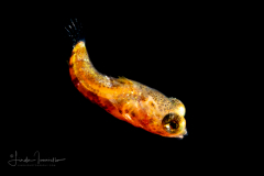 Dragonet - Callionymidae Family