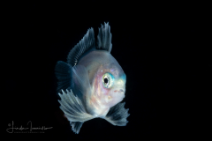 Driftfish - Nomeidae Family