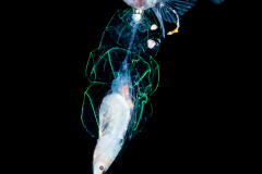 Driftfish - Nomeidae Family - on a Siphonophore