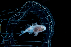 Driftfish - Silver - Nomeidae Family - Psenes maculatus?