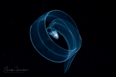 Eel Larva - Leptocephalus Stage