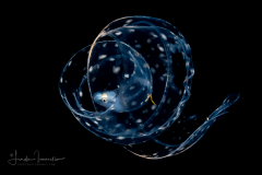Eel Larva - Leptocephalus Stage