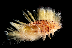 Fire Worm - Amphinomidae Family