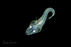 Flathead Larva - Platycephalidae Family
