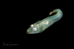 Flathead Larva - Platycephalidae Family
