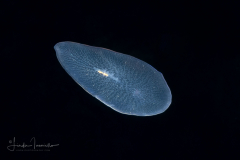 Flatworm Larva
