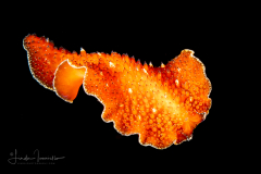 Flatworm - Thysanozoon or Acanthozoon sp.