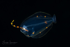Flounder Larva